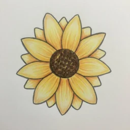 Desenho de um girassol radiante para colorir